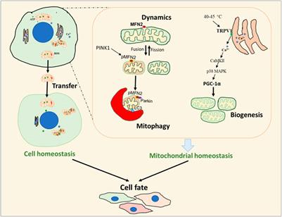 Frontiers Editorial Mitochondrial Control Of Cell Fate